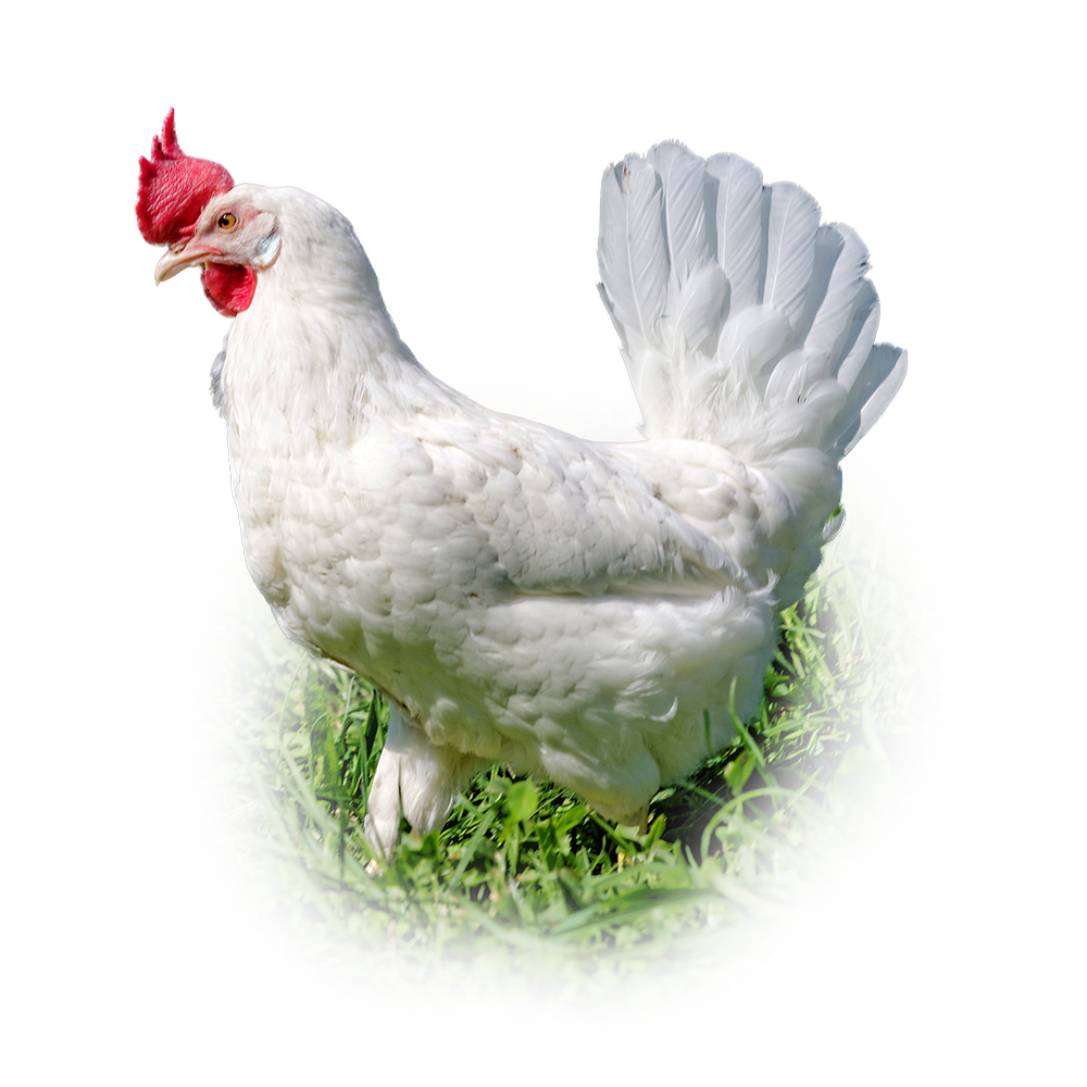 Unsere Produkte 16 Glückliche Freiland-Legehenne