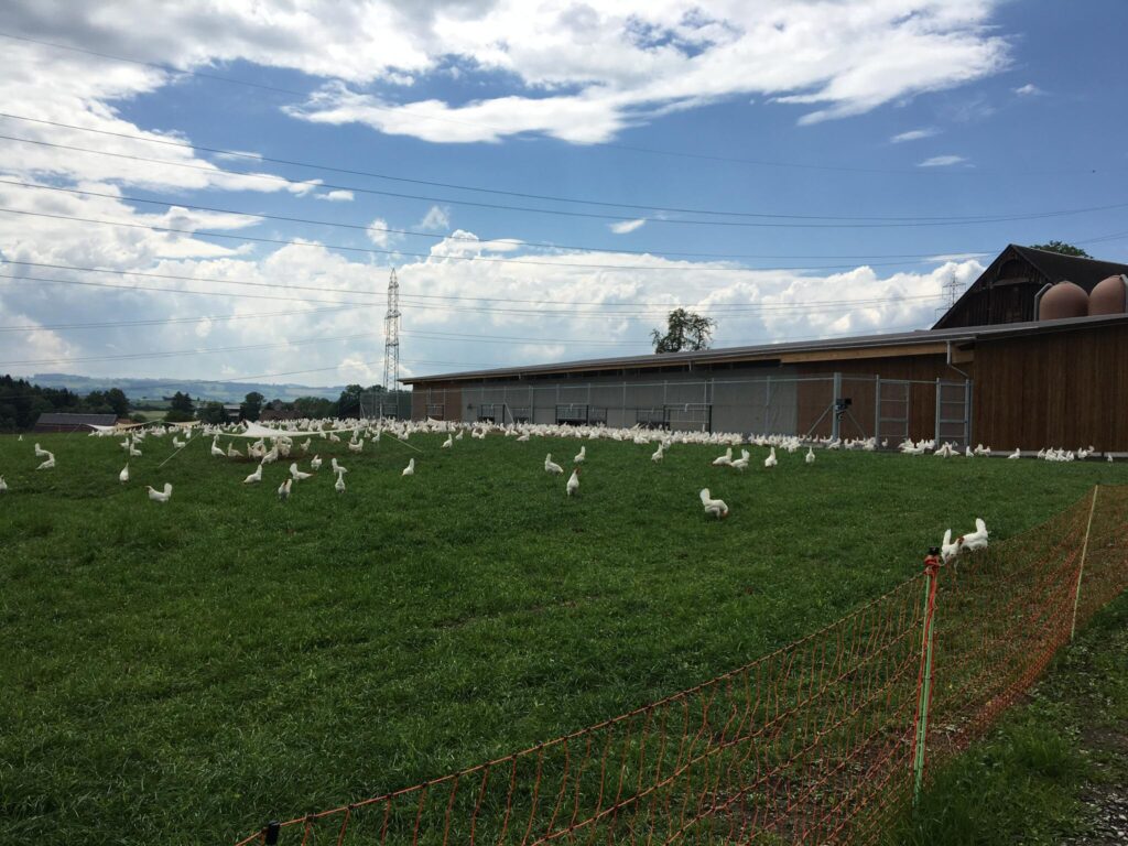 Ein Grasfeld mit zahlreichen weißen Enten, die darauf verstreut sind, einige von ihnen legen wahrscheinlich Eier. Das Feld ist mit einem orangefarbenen Netzzaun umzäunt. Im Hintergrund ist ein großes Holzgebäude mit einem wolkigen Himmel darüber zu sehen. Am Horizont sind Bäume und entfernte Hügel zu sehen.